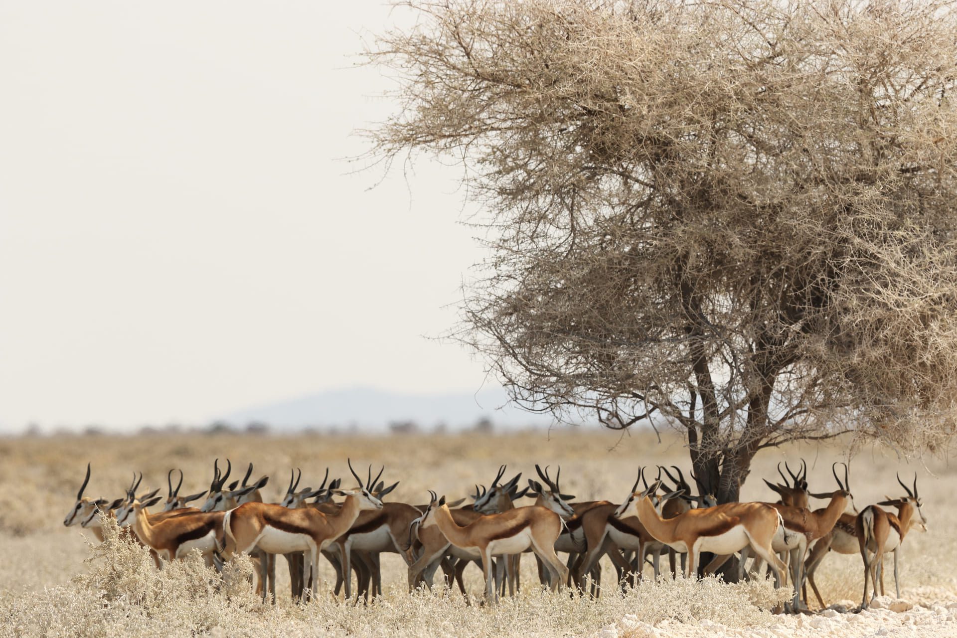 springbuck in the field