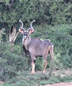 Kudu