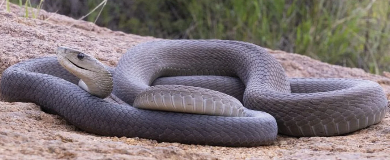 Black mamba