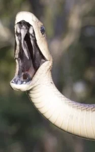 snake