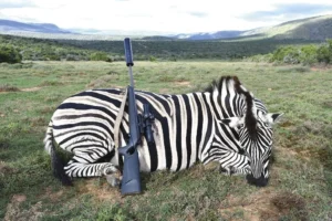 Zebra hunt