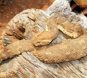 puff adder